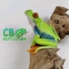 Baby Red eyed tree frog