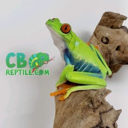 Baby Red eyed tree frog