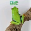 Baby Red eyed tree frog