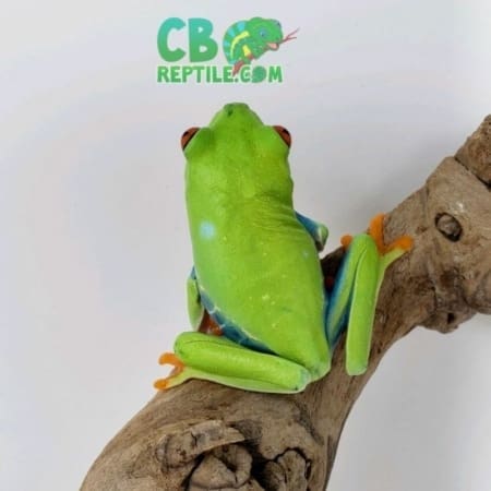 Baby Red eyed tree frog