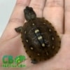 Three toed box turtle hatchling for sale