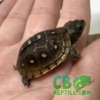 Three toed box turtle hatchling
