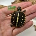 baby Gulf Coast box turtle for sale