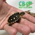 Gulf Coast box turtle