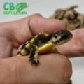 baby Gulf Coast box turtle