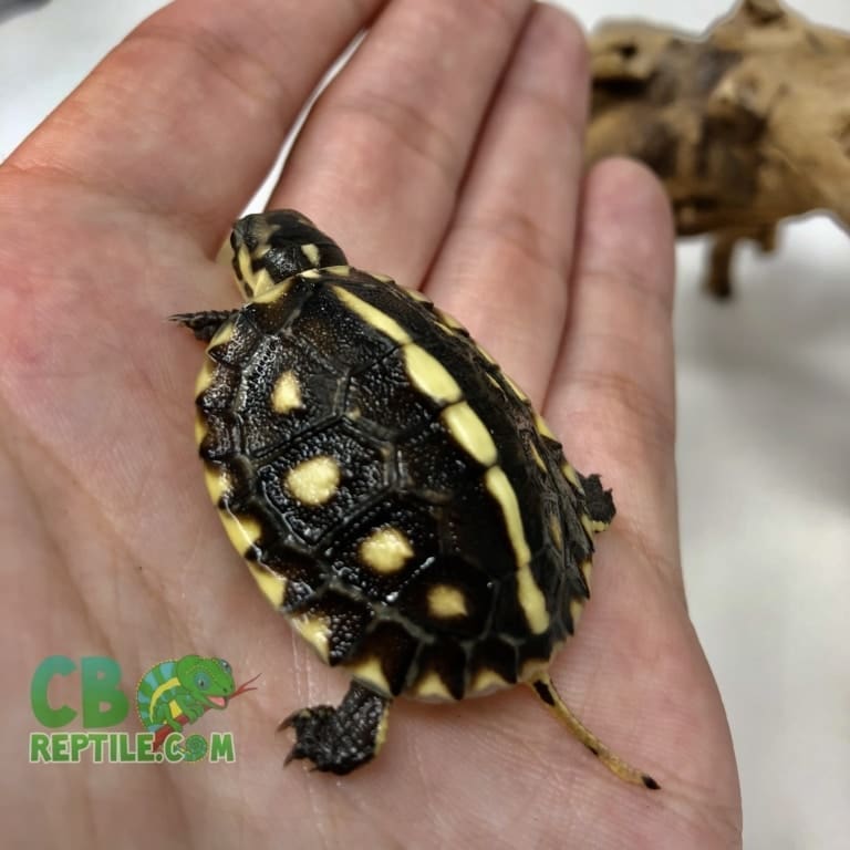 Gulf Coast Box turtle for sale baby box turtles for sale online