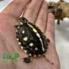 Gulf Coast box turtle for sale