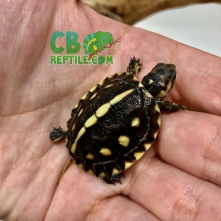 Gulf Coast box turtle