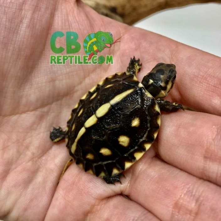 Box turtle for sale baby box turtles for sale eastern box turtle for