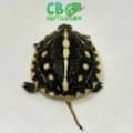 Gulf Coast box turtle for sale