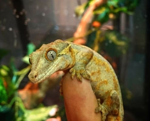 orange blotch gargoyle gecko for sale