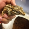 orange blotch gargoyle gecko for sale
