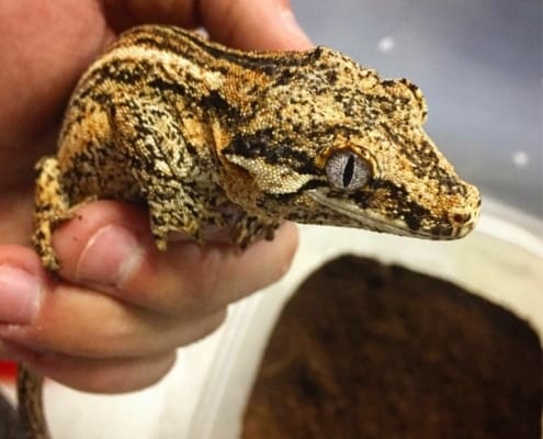 orange blotch gargoyle gecko for sale