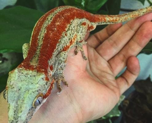 red gargoyle gecko for sale