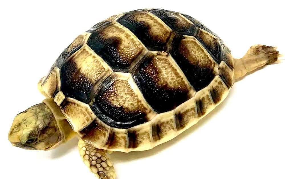 captive bred russian tortoise for sale