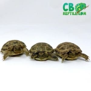 Russian tortoise for sale near me