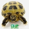Russian tortoise breeder