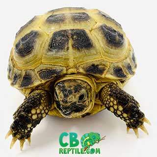 Russian tortoise breeder