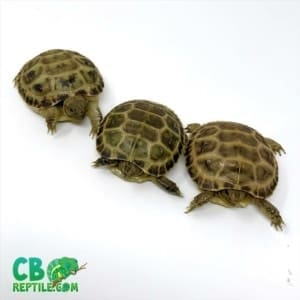 Russian tortoise breeders