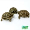 Russian tortoises for sale
