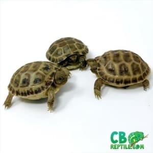 Russian tortoises for sale