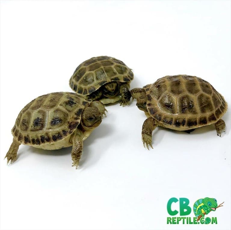 Russian tortoise for sale online baby Russian tortoises near me