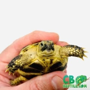 Russian tortoises for sale near me