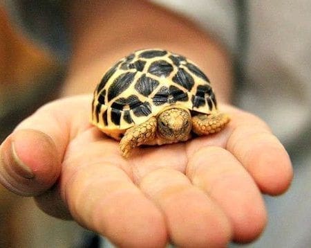 Sri Lankan Star Tortoise for sale