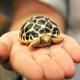 Sri Lankan Star Tortoise for sale