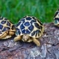 Sri Lankan Star Tortoises for sale