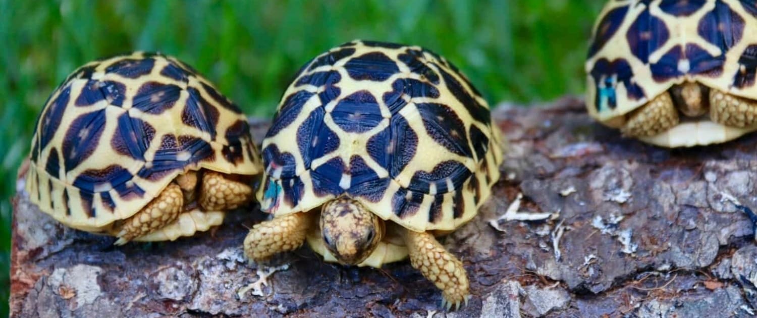 Sri Lankan Star Tortoises for sale