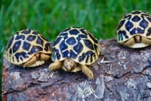 Sri Lankan Star Tortoises for sale