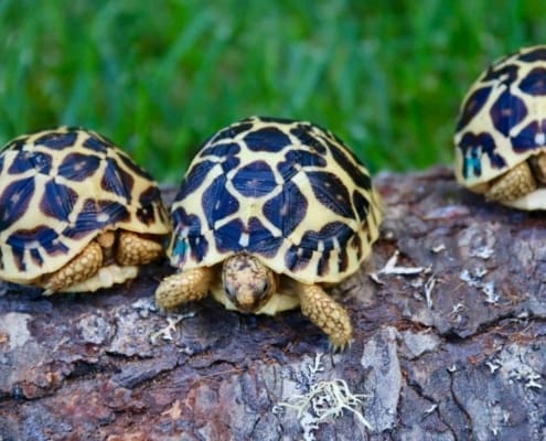 Sri Lankan Star Tortoises for sale