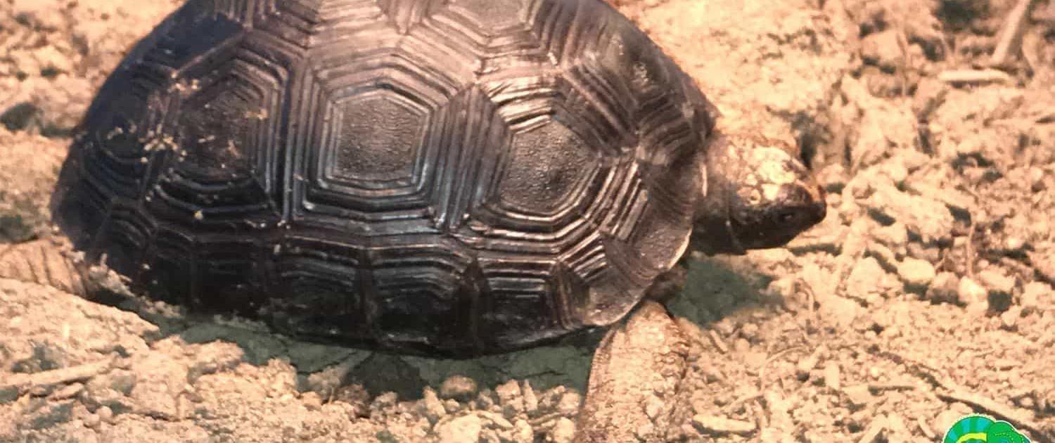 aldabra tortoise for sale