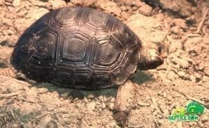 Aldabra Tortoise for sale