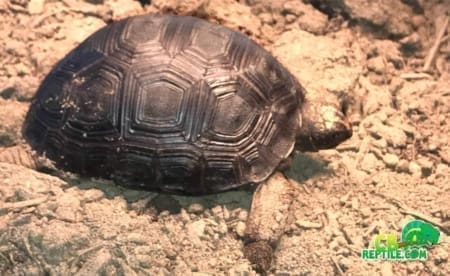 aldabra tortoise for sale
