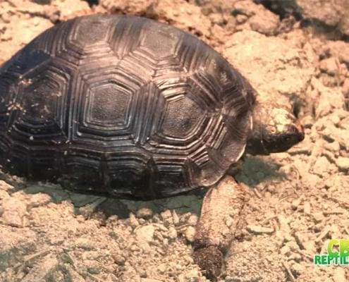 aldabra tortoise for sale