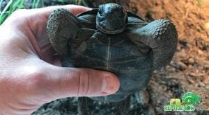 Aldabra Tortoise