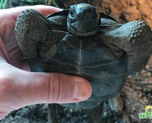 Aldabra Tortoise