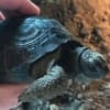 Baby Aldabra Tortoise