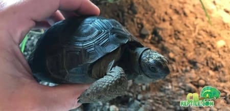 Baby Aldabra Tortoise