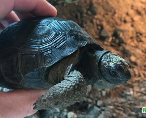 Baby Aldabra Tortoise