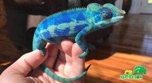 ambanja panther chameleon for sale