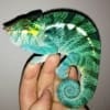 Ambanja panther chameleon for sale