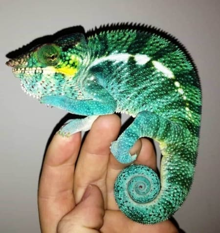 Ambanja panther chameleon for sale