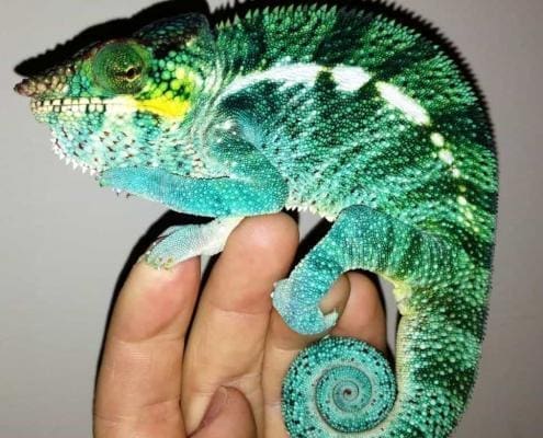 Ambanja panther chameleon for sale