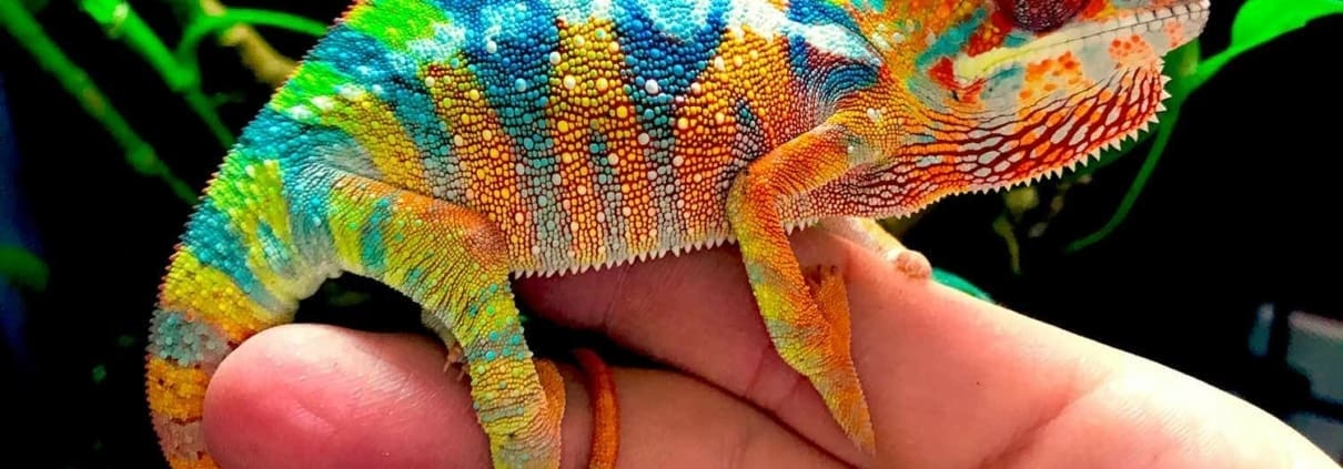 Ambilobe Panther Chameleon for sale