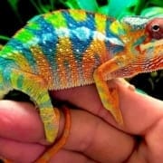 Ambilobe Panther Chameleon for sale