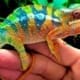 Ambilobe Panther Chameleon for sale