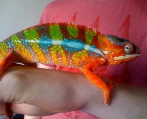 ambilobe panther chameleon for sale